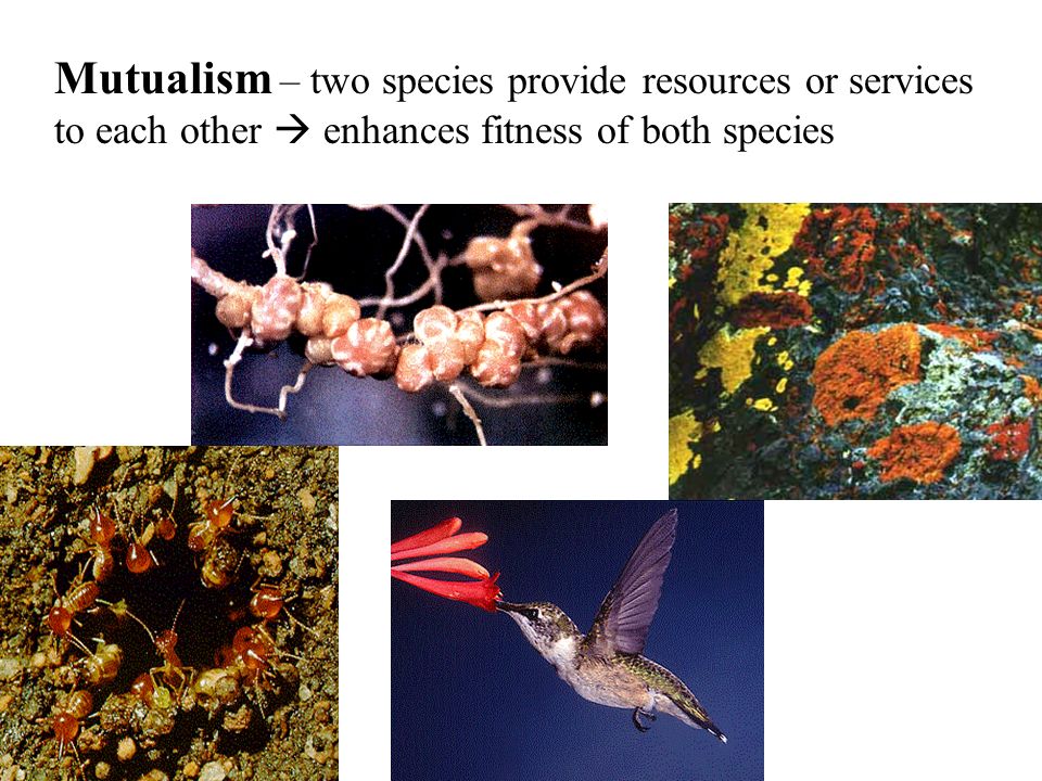 Mutualism – two species provide resources or services to each other  enhances fitness of both species