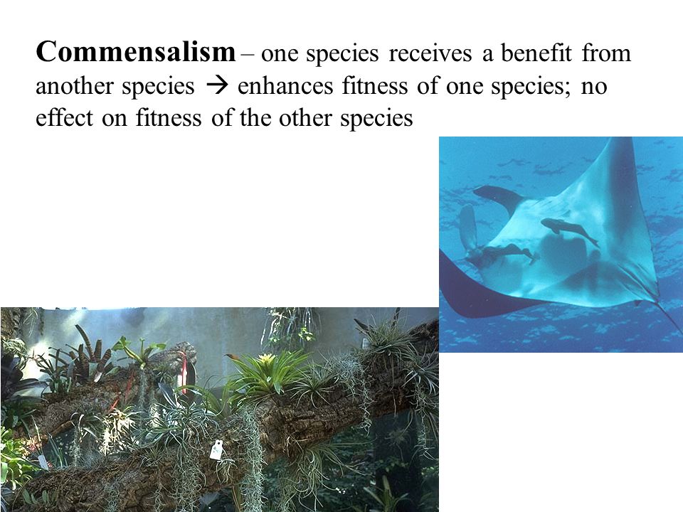 Commensalism – one species receives a benefit from another species  enhances fitness of one species; no effect on fitness of the other species
