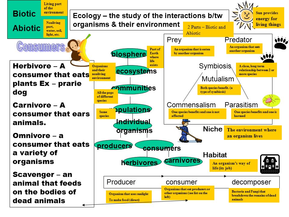 Ecology – the study of the interactions b/tw organisms & their environment Herbivore – A consumer that eats plants Ex – prarie dog Carnivore – A consumer that ears animals.