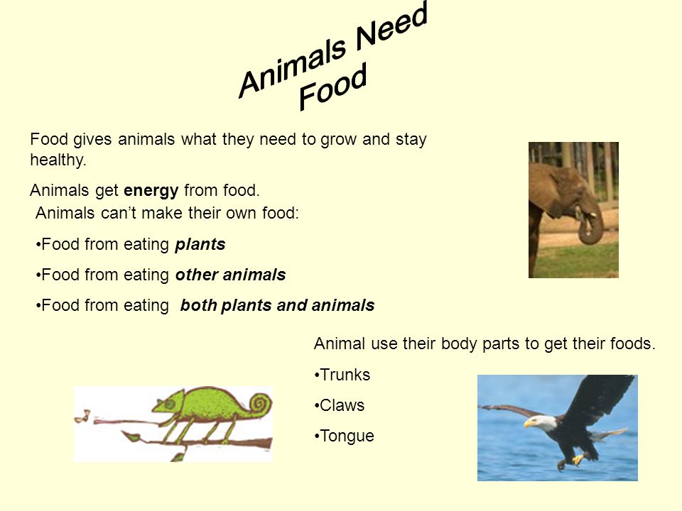 What Animals Need: Food Water Shelter Air Animals that live on land, such  as giraffes, have lungs that get oxygen from the air. Insects get oxygen  from. - ppt download