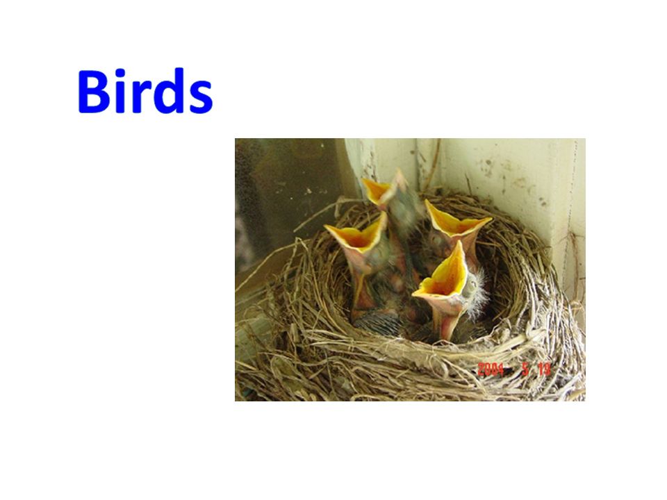 Birds have a beak, wings, two legs and feathers on their body. - ppt  download