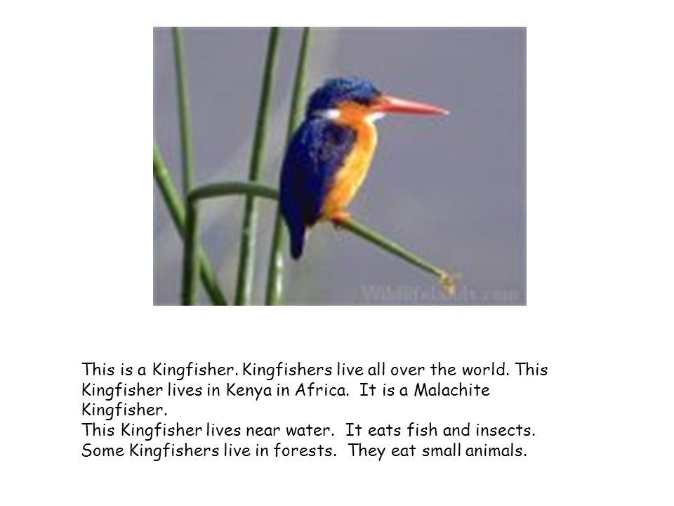 Birds have a beak, wings, two legs and feathers on their body. - ppt  download