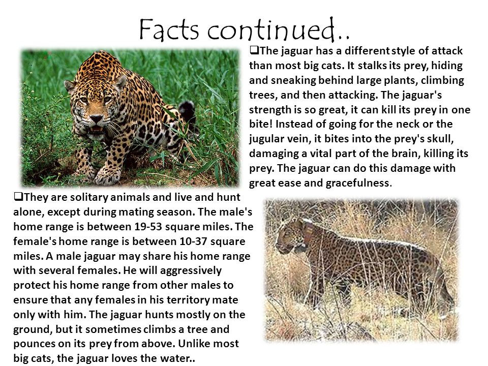Jaguars. Facts..  Jaguars are mainly found in the Amazon rainforest and in  India.  Jaguars love to swim and to soak in the water. The jaguar's habitat.  - ppt download