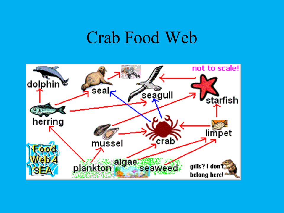 Featured image of post Steps to Prepare Japanese Spider Crab Food Chain