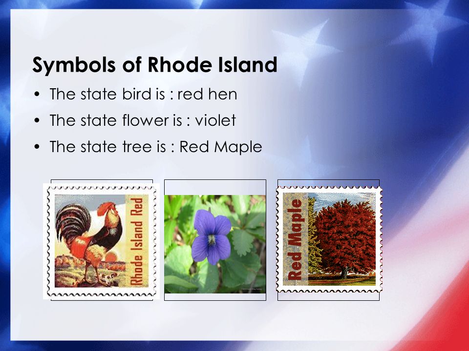 Symbols of Rhode Island The state bird is : red hen The state flower is : violet The state tree is : Red Maple Add a picture here.