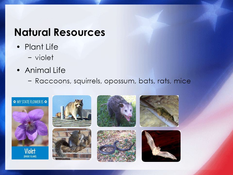 Natural Resources Plant Life −violet Animal Life −Raccoons, squirrels, opossum, bats, rats, mice