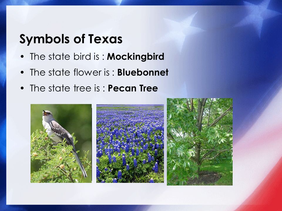 Symbols of Texas The state bird is : Mockingbird The state flower is : Bluebonnet The state tree is : Pecan Tree Add a picture here.