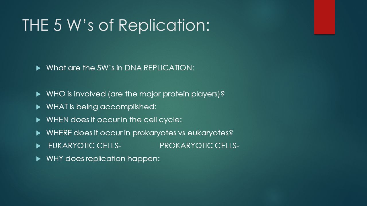 Dna Replication. Main Ideas  What Exactly Happens In The S Phase? How Does  This Occur?  What Does 3� And 5� Stand For?  Looking At The Website, Does.  - Ppt Download