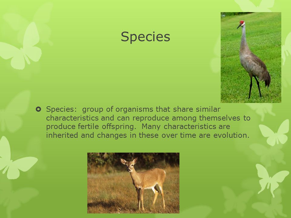 Specific group. Species-specific.