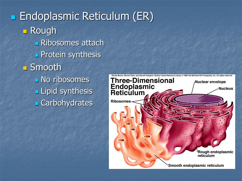 Endoplasmic Reticulum (ER) Endoplasmic Reticulum (ER) Rough Rough Ribosomes attach Ribosomes attach Protein synthesis Protein synthesis Smooth Smooth No ribosomes No ribosomes Lipid synthesis Lipid synthesis Carbohydrates Carbohydrates