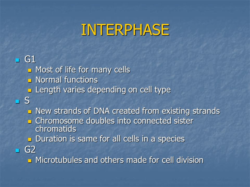 INTERPHASE G1 G1 Most of life for many cells Most of life for many cells Normal functions Normal functions Length varies depending on cell type Length varies depending on cell type S New strands of DNA created from existing strands New strands of DNA created from existing strands Chromosome doubles into connected sister chromatids Chromosome doubles into connected sister chromatids Duration is same for all cells in a species Duration is same for all cells in a species G2 G2 Microtubules and others made for cell division Microtubules and others made for cell division