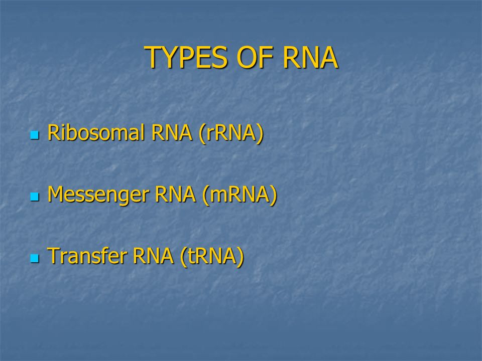 TYPES OF RNA Ribosomal RNA (rRNA) Ribosomal RNA (rRNA) Messenger RNA (mRNA) Messenger RNA (mRNA) Transfer RNA (tRNA) Transfer RNA (tRNA)