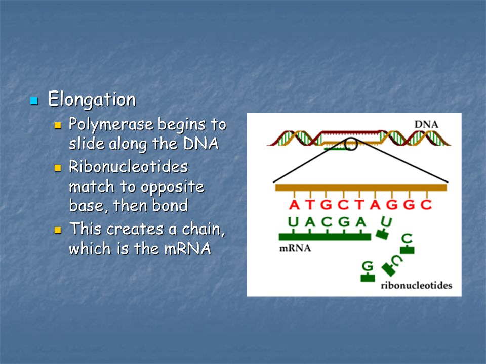 Elongation Elongation Polymerase begins to slide along the DNA Polymerase begins to slide along the DNA Ribonucleotides match to opposite base, then bond Ribonucleotides match to opposite base, then bond This creates a chain, which is the mRNA This creates a chain, which is the mRNA