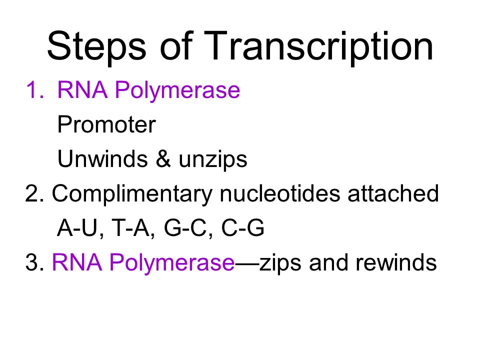 Steps of Transcription 1.RNA Polymerase Promoter Unwinds & unzips 2.
