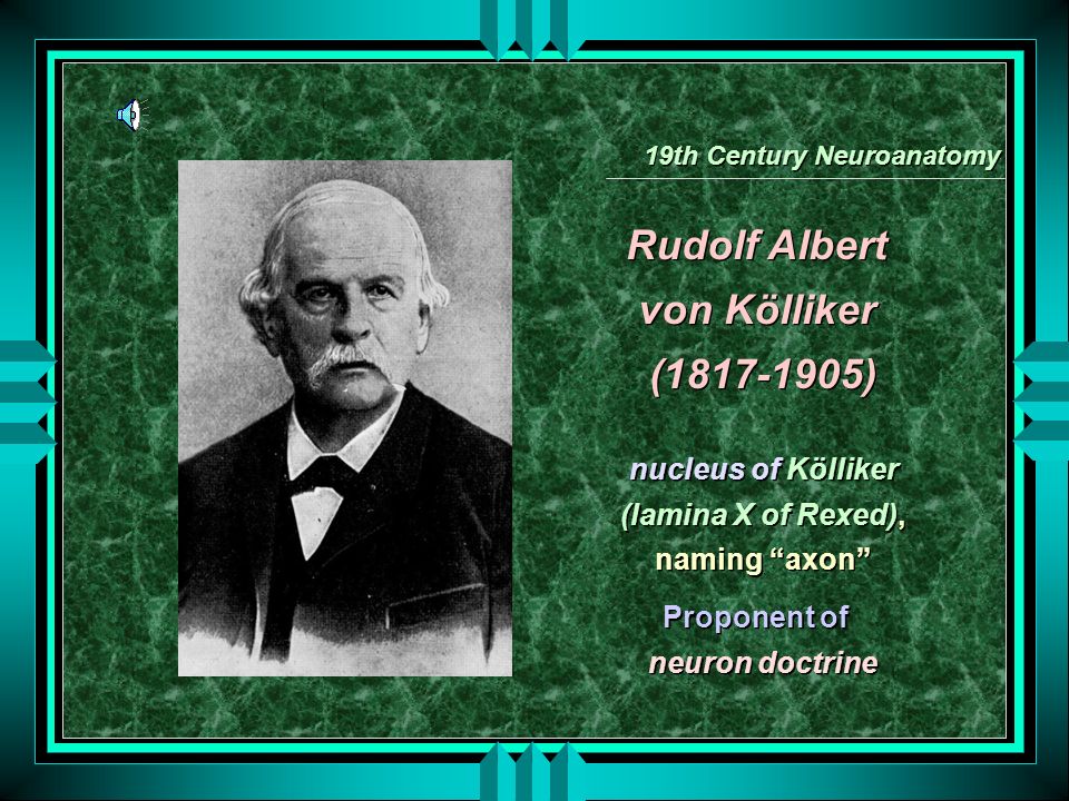 Neuron Doctrine Rudolf Albert von Kölliker ( ) Heinrich Wilhelm Gottfried Waldeyer ( ) Camilio Golgi ( ) Santiago Ramon y Cajal. - ppt download