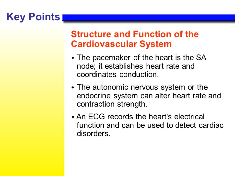 Key Points  The pacemaker of the heart is the SA node; it establishes heart rate and coordinates conduction.