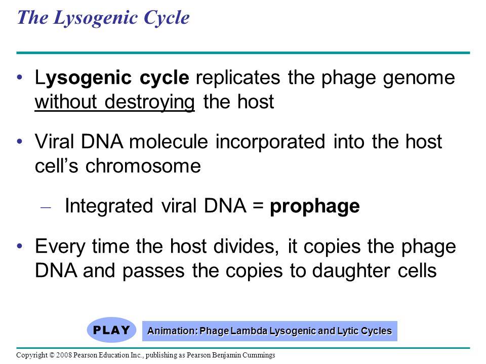 Copyright © 2008 Pearson Education Inc., publishing as Pearson Benjamin Cummings The Lysogenic Cycle Lysogenic cycle replicates the phage genome without destroying the host Viral DNA molecule incorporated into the host cell’s chromosome – Integrated viral DNA = prophage Every time the host divides, it copies the phage DNA and passes the copies to daughter cells Animation: Phage Lambda Lysogenic and Lytic Cycles Animation: Phage Lambda Lysogenic and Lytic Cycles