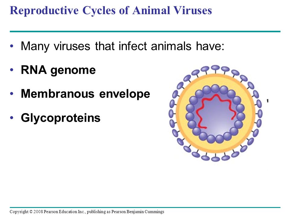 Copyright © 2008 Pearson Education Inc., publishing as Pearson Benjamin Cummings Reproductive Cycles of Animal Viruses Many viruses that infect animals have: RNA genome Membranous envelope Glycoproteins