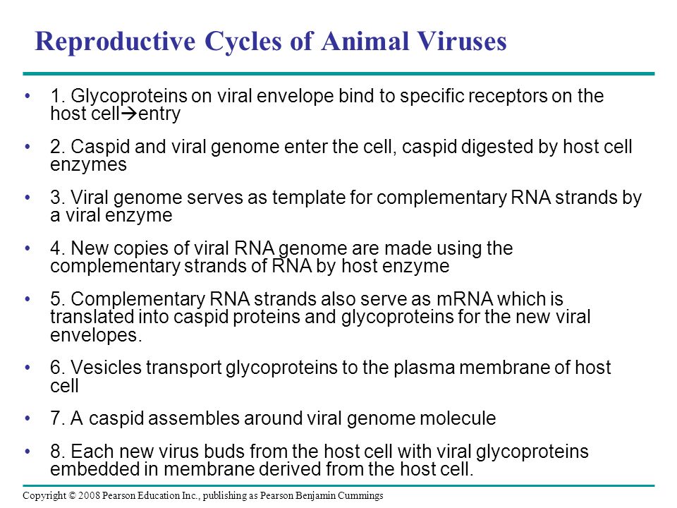 Copyright © 2008 Pearson Education Inc., publishing as Pearson Benjamin Cummings Reproductive Cycles of Animal Viruses 1.