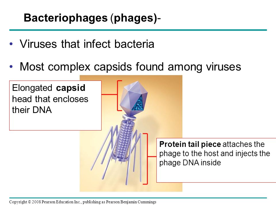 Copyright © 2008 Pearson Education Inc., publishing as Pearson Benjamin Cummings Viruses that infect bacteria Most complex capsids found among viruses Bacteriophages (phages)- Elongated capsid head that encloses their DNA Protein tail piece attaches the phage to the host and injects the phage DNA inside
