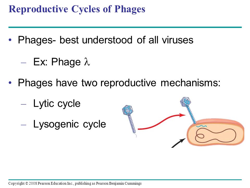 Copyright © 2008 Pearson Education Inc., publishing as Pearson Benjamin Cummings Reproductive Cycles of Phages Phages- best understood of all viruses – Ex: Phage Phages have two reproductive mechanisms: – Lytic cycle – Lysogenic cycle