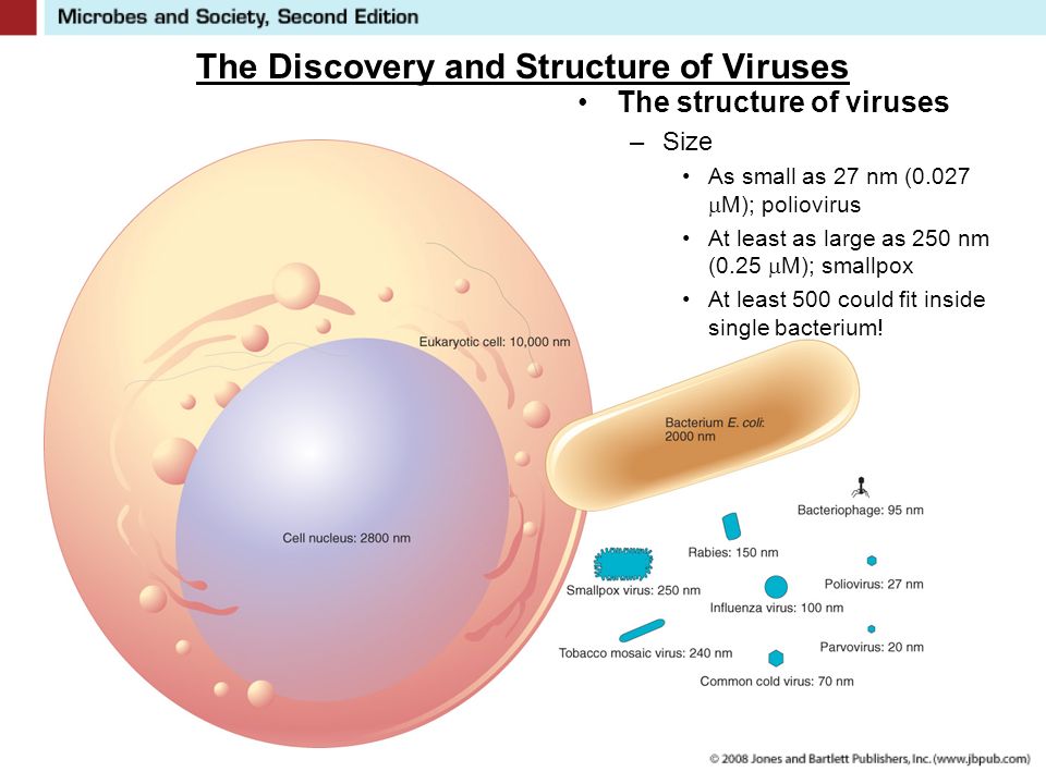 Viruses At the Threshold of Life 6. The Nature of Viruses Not really alive Not really completely inert Existence somewhere between living objects and. - ppt download
