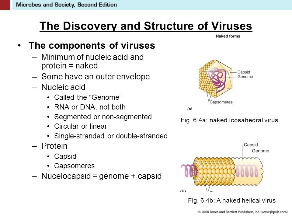 Viruses At the Threshold of Life 6. The Nature of Viruses Not really alive Not really completely inert Existence somewhere between living objects and. - ppt download