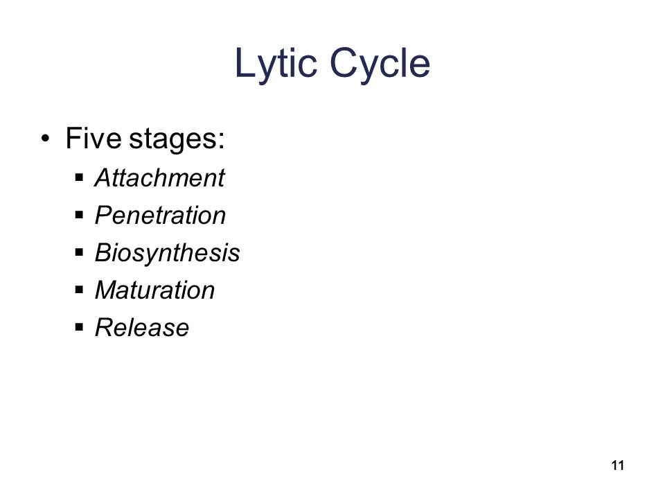 Lytic Cycle Five stages:  Attachment  Penetration  Biosynthesis  Maturation  Release 11
