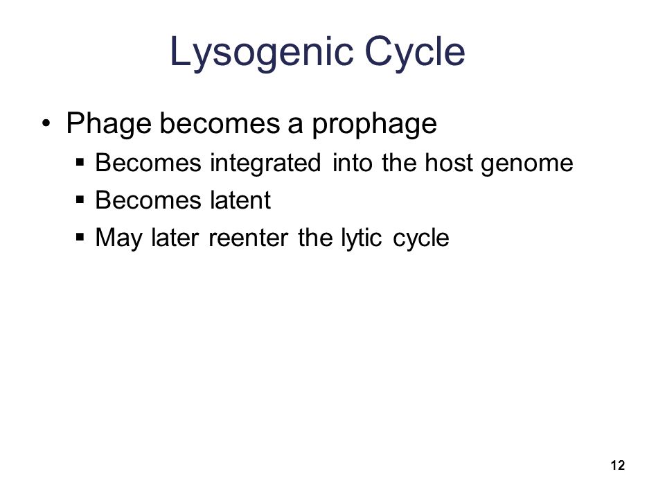 Lysogenic Cycle Phage becomes a prophage  Becomes integrated into the host genome  Becomes latent  May later reenter the lytic cycle 12