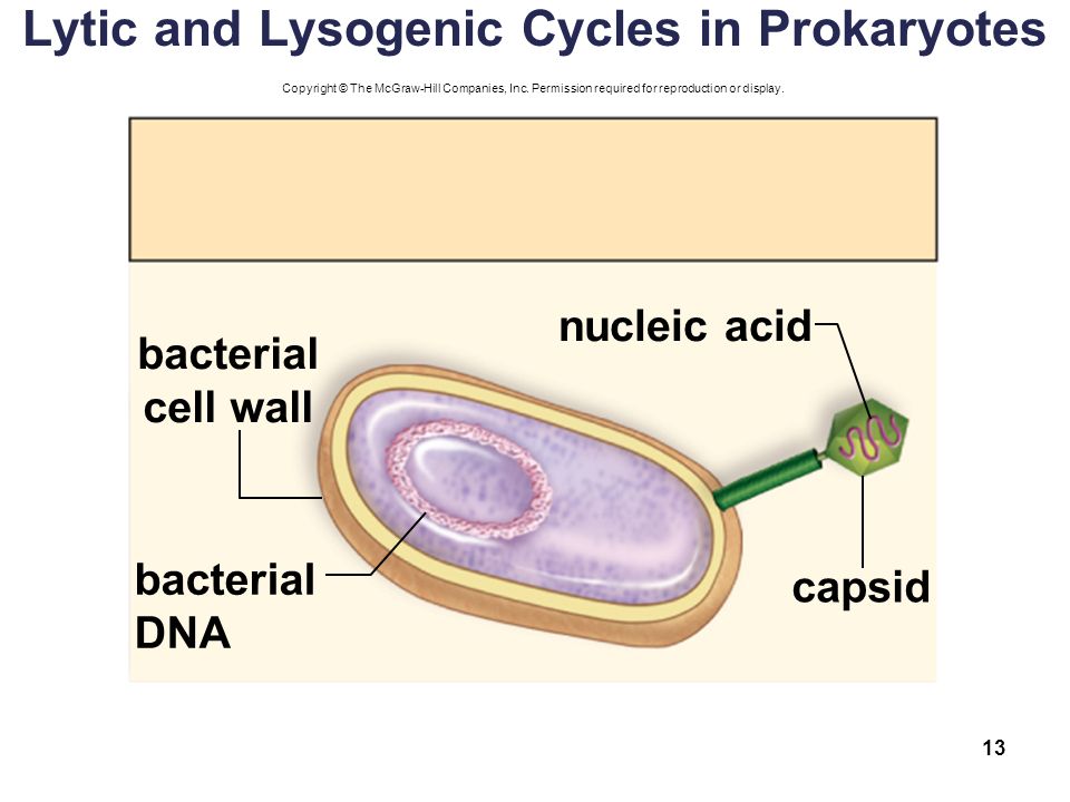 Lytic and Lysogenic Cycles in Prokaryotes 13 Copyright © The McGraw-Hill Companies, Inc.