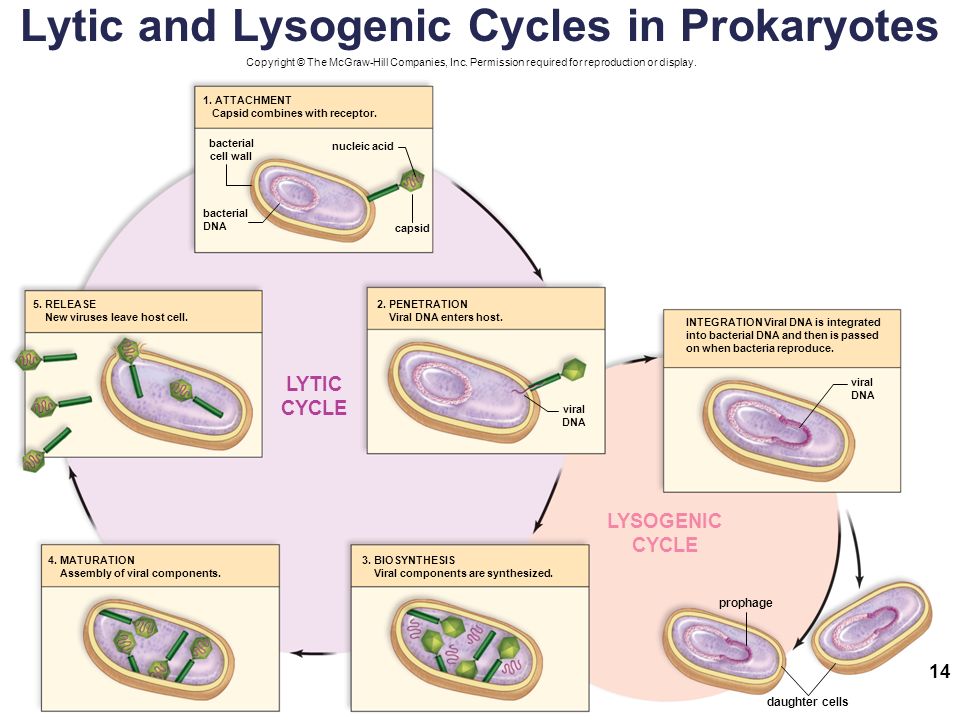 Lytic and Lysogenic Cycles in Prokaryotes capsid nucleic acid 1.