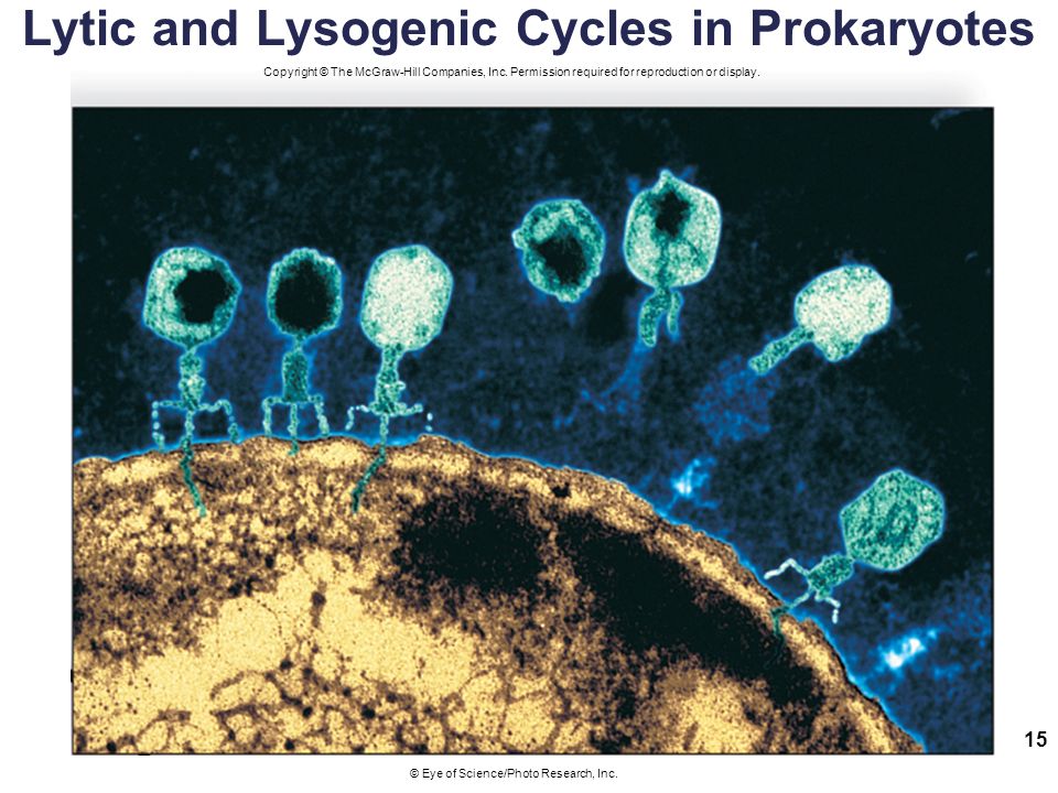 Lytic and Lysogenic Cycles in Prokaryotes © Eye of Science/Photo Research, Inc.