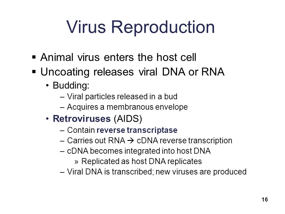 Virus Reproduction  Animal virus enters the host cell  Uncoating releases viral DNA or RNA Budding: –Viral particles released in a bud –Acquires a membranous envelope Retroviruses (AIDS) –Contain reverse transcriptase –Carries out RNA  cDNA reverse transcription –cDNA becomes integrated into host DNA »Replicated as host DNA replicates –Viral DNA is transcribed; new viruses are produced 16
