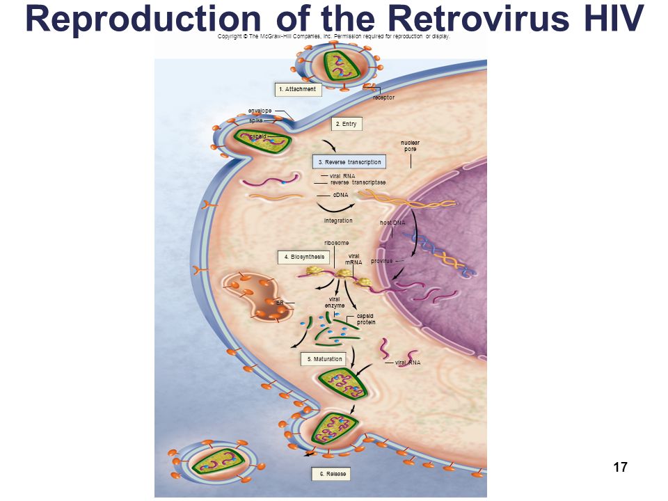 Reproduction of the Retrovirus HIV 17 ER ribosome viral RNA reverse transcriptase viral RNA capsid spike envelope receptor Integration host DNA provirus viral enzyme viral mRNA capsid protein nuclear pore cDNA 3.