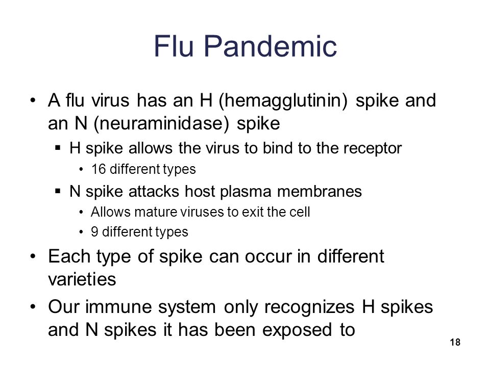 Flu Pandemic A flu virus has an H (hemagglutinin) spike and an N (neuraminidase) spike  H spike allows the virus to bind to the receptor 16 different types  N spike attacks host plasma membranes Allows mature viruses to exit the cell 9 different types Each type of spike can occur in different varieties Our immune system only recognizes H spikes and N spikes it has been exposed to 18