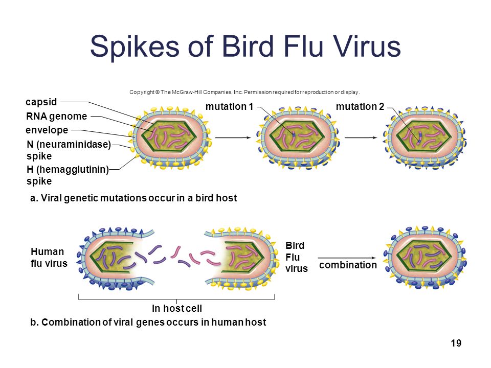 Spikes of Bird Flu Virus 19 capsid RNA genome envelope a.