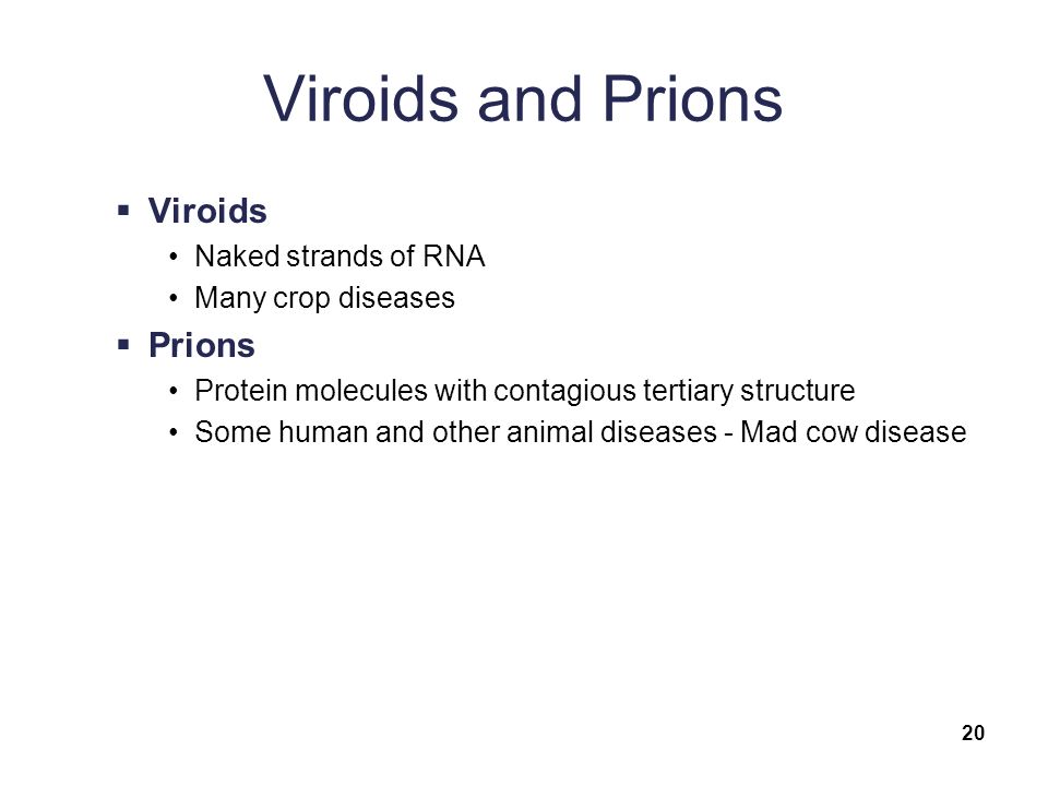 Viroids and Prions  Viroids Naked strands of RNA Many crop diseases  Prions Protein molecules with contagious tertiary structure Some human and other animal diseases - Mad cow disease 20