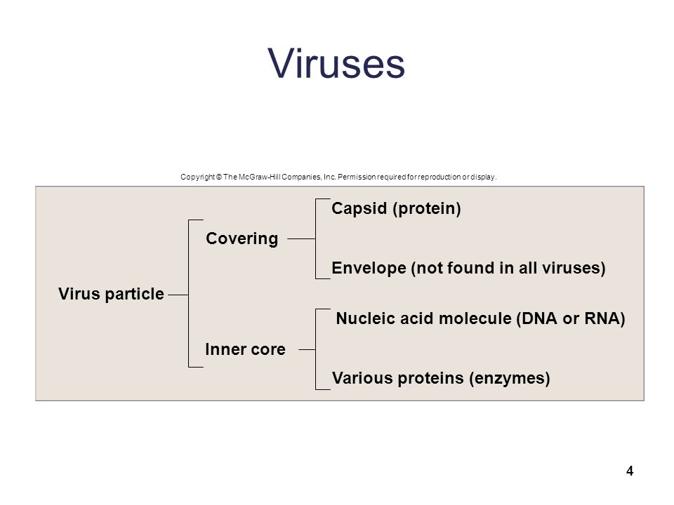Viruses 4 Covering Inner core Capsid (protein) Envelope (not found in all viruses) Virus particle Nucleic acid molecule (DNA or RNA) Various proteins (enzymes) Copyright © The McGraw-Hill Companies, Inc.