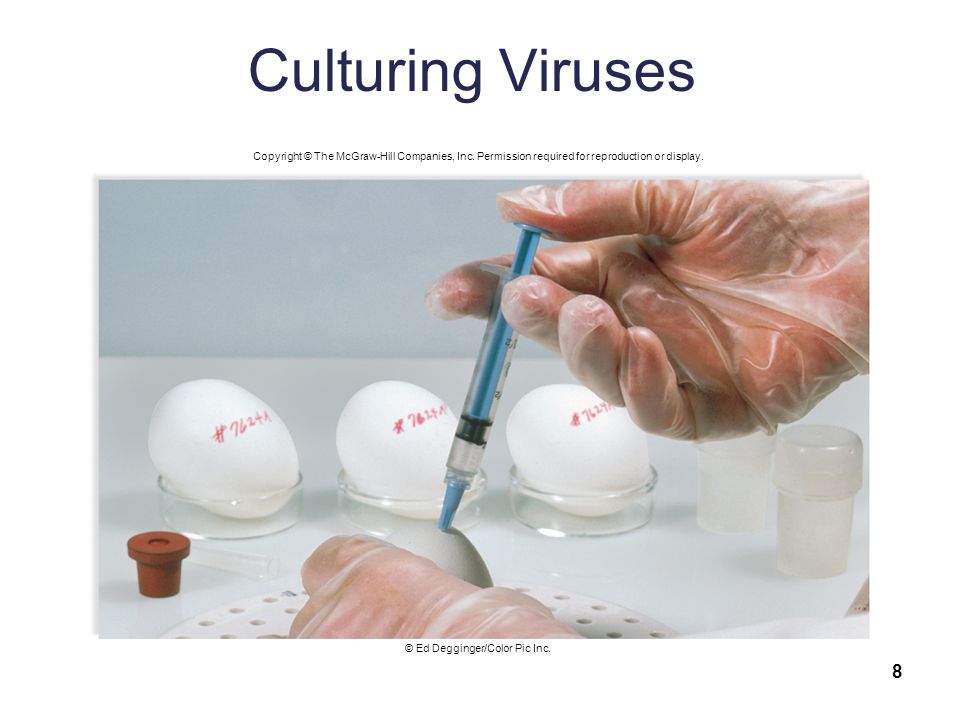 Culturing Viruses 8 Copyright © The McGraw-Hill Companies, Inc.