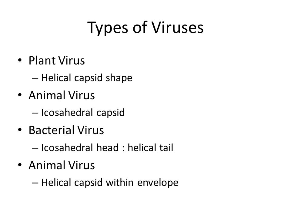 Types of Viruses Plant Virus – Helical capsid shape Animal Virus – Icosahedral capsid Bacterial Virus – Icosahedral head : helical tail Animal Virus – Helical capsid within envelope