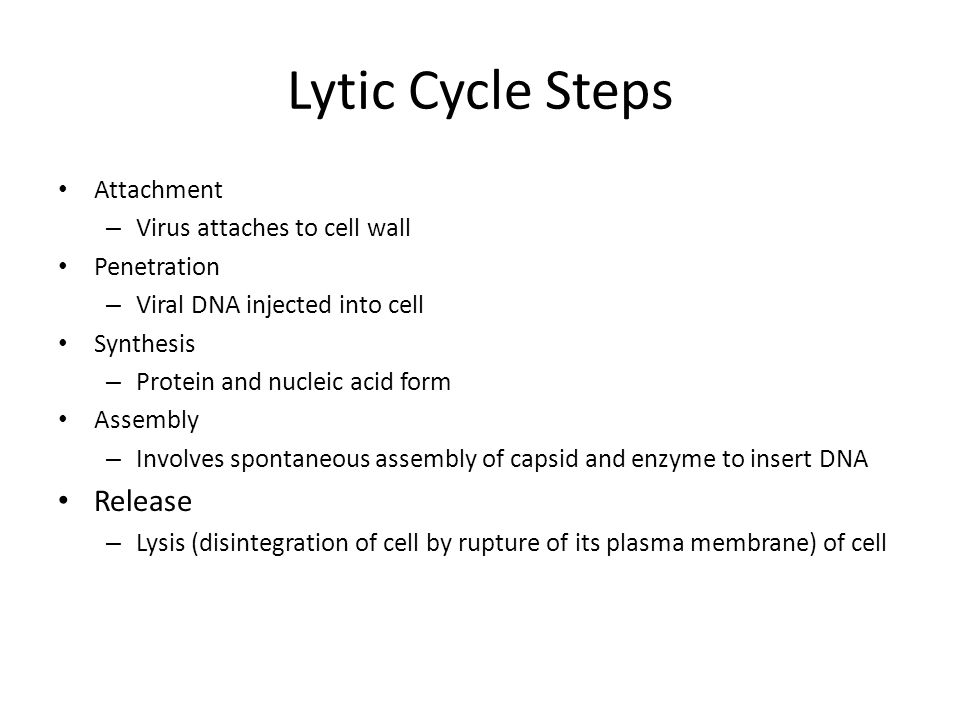 Lytic Cycle Steps Attachment – Virus attaches to cell wall Penetration – Viral DNA injected into cell Synthesis – Protein and nucleic acid form Assembly – Involves spontaneous assembly of capsid and enzyme to insert DNA Release – Lysis (disintegration of cell by rupture of its plasma membrane) of cell