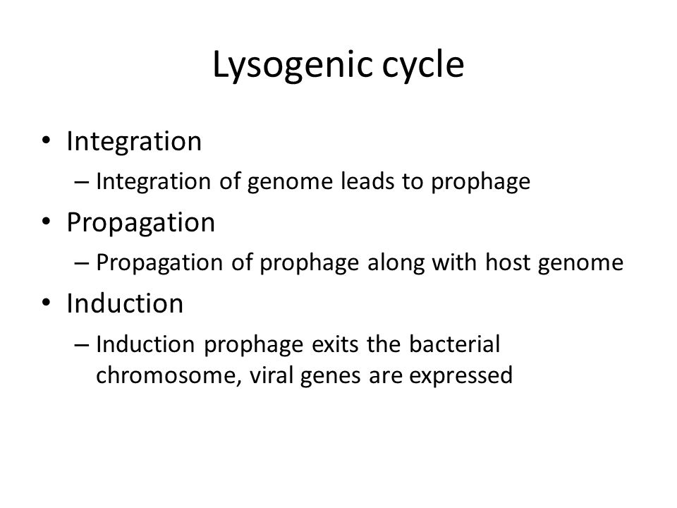 Lysogenic cycle Integration – Integration of genome leads to prophage Propagation – Propagation of prophage along with host genome Induction – Induction prophage exits the bacterial chromosome, viral genes are expressed