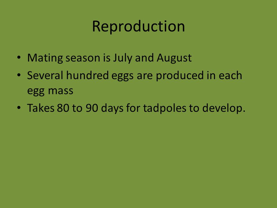 Reproduction Mating season is July and August Several hundred eggs are produced in each egg mass Takes 80 to 90 days for tadpoles to develop.