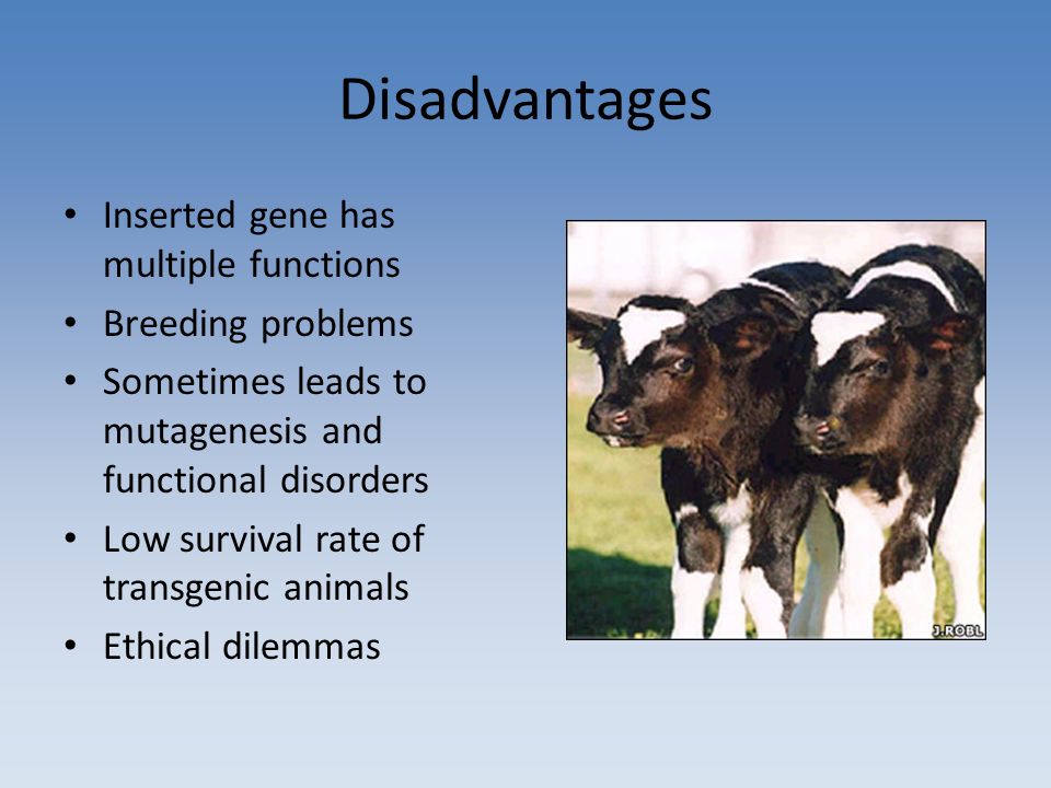 Animal Biotechnology A New Kind of Pharming. Transgenic Animals Animal that  carries a foreign gene that has been deliberately inserted into its genome.  - ppt download
