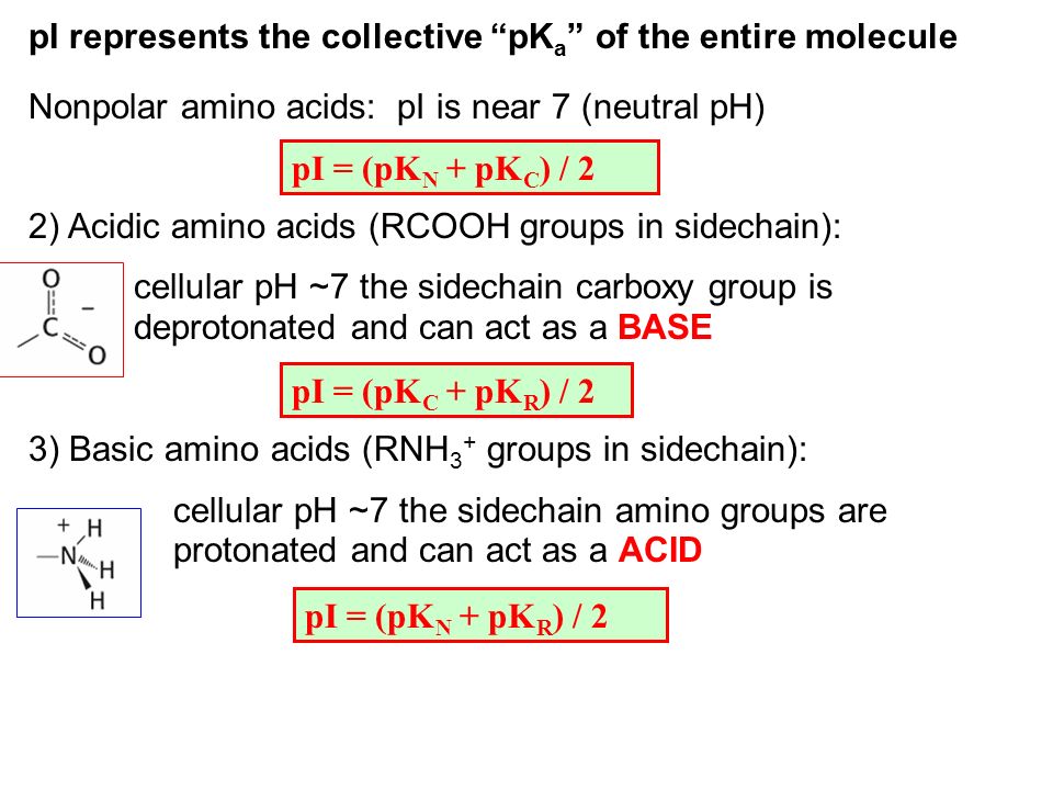 Amino Acids Proteins are composed of 20 common amino acids Each amino acid  contains: (1) Carboxylate group (2) Amino group (3) Side chain unique to  each. - ppt download