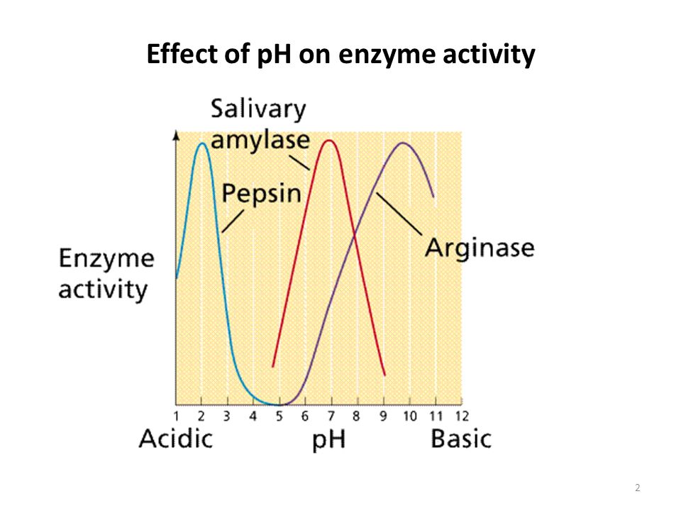 Lecture 6 Kumar Measuring Enzyme Activity 1 Effect Of Ph On Enzyme Activity Ppt Download