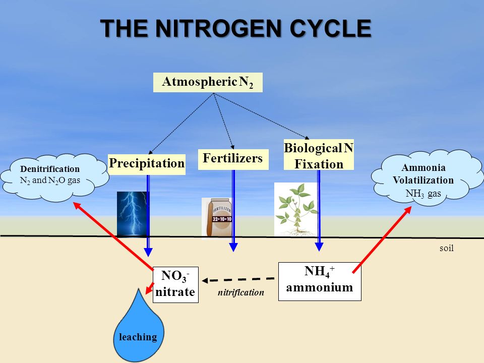 H водород o кислород c углерод я. Nitrogen. Nitrogen metabolism. Азотфиксация схема. Азотфиксация и денитрификация океанов.