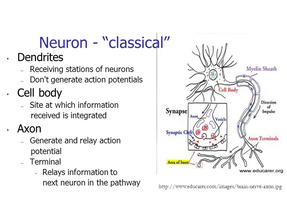 Neuron - classical Dendrites – Receiving stations of neurons – Don t generate action potentials Cell body – Site at which information received is integrated Axon – Generate and relay action potential – Terminal Relays information to next neuron in the pathway