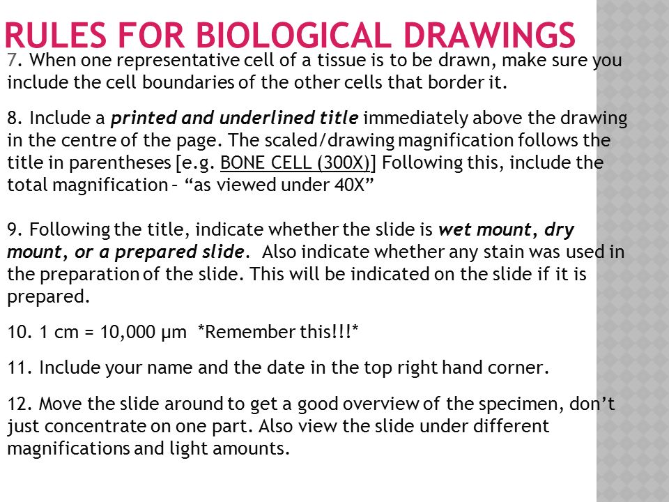 RULES FOR BIOLOGICAL DRAWINGS 7.