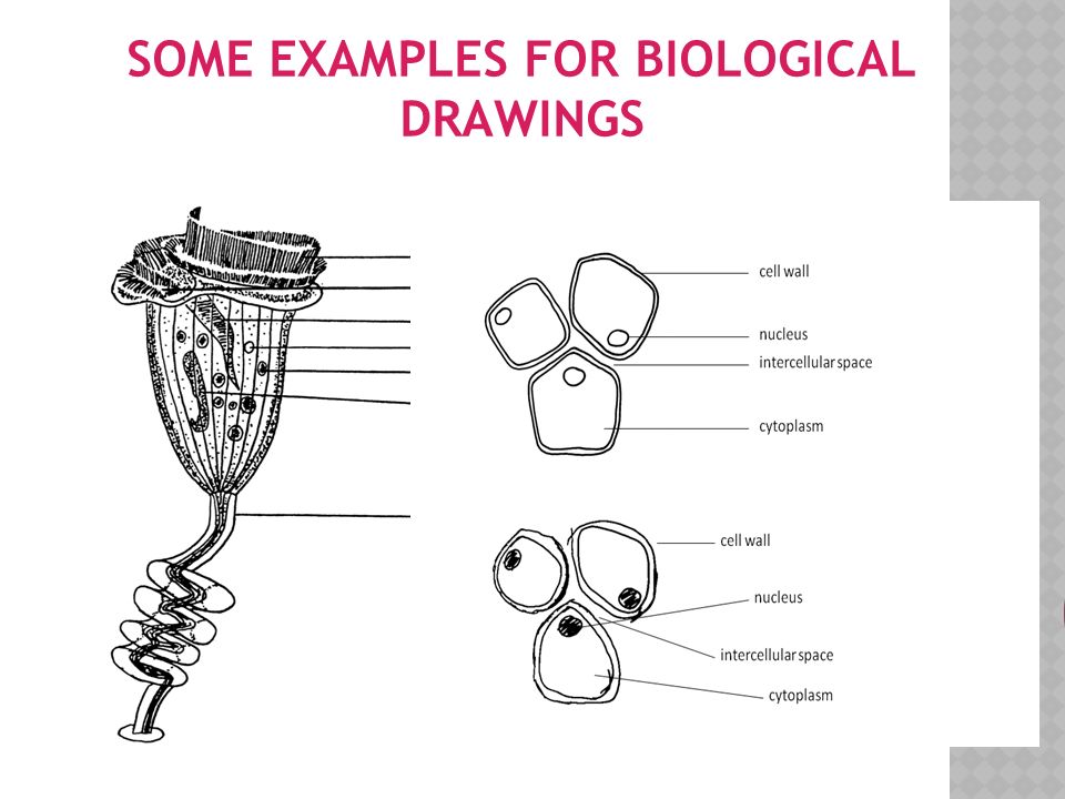 SOME EXAMPLES FOR BIOLOGICAL DRAWINGS
